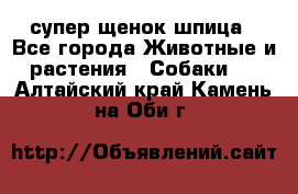 супер щенок шпица - Все города Животные и растения » Собаки   . Алтайский край,Камень-на-Оби г.